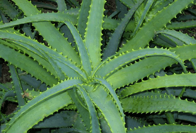 Kalanchoe leczy męskie dolegliwości